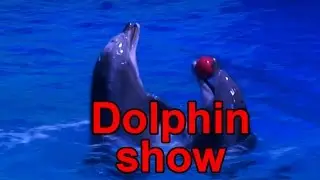 Dolphins Play with Ball - Show in Kolmården