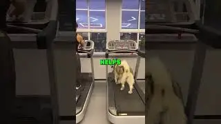 DOG WORKOUT PARTNER! #animalstories #pets #doglover #dogs #cute #funny