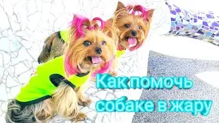 Как помочь собаке в жару