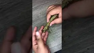 How to roll a white owl