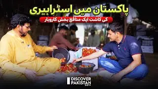 Strawberry Farming in Pakistan | 70 Thousand Per Acre Production | Kissan Ka Pakistan