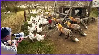 How American Farmers Deal Millions of Fox Kills Chicken Poultry | Hog Hunting #hunting #farm