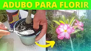 COMO FAZER ADUBO PARA FLORES CASEIRO FÁCIL E RÁPIDO