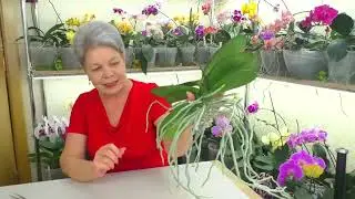 I cut the orchid into two parts. I do orchid rejuvenation. Transplant to a new pot.