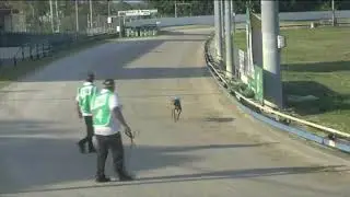 Spring Eagle (greyhound) killed at Ipswich Races