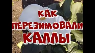 Как перезимовали мои каллы в погребе.