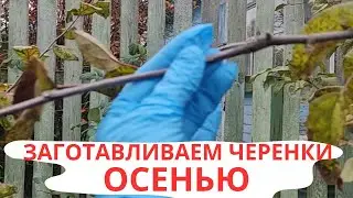 ЧЕРЕНКИ ВПРОК | ПРИВИВАЕМ ПЛОДОВЫЕ ДЕРЕВЬЯ ВЕСНОЙ | ЧЕРЕНКИ ЗАГОТАВЛИВАЕМ ОСЕНЬЮ