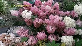 ✿➽ Гортензия Сандей Фрайз   🌺🌿 сезон  2019