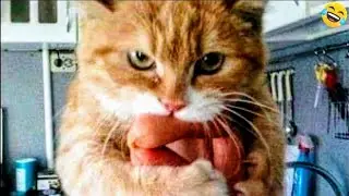 Funny ANIMALS videos 😂 Funniest CATS🐈 and DOGS🐕 2024