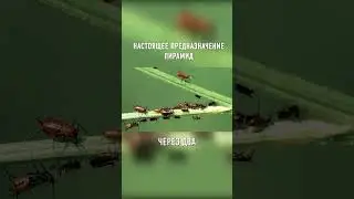 Пирамиды Построили ИНОПЛАНЕТЯНЕ 
