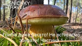 Грибів дуже багато! Не встигаємо збирати. Частина 1