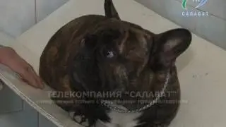 20 05 16 клещи у животных