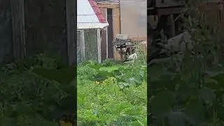 Лишний аист 