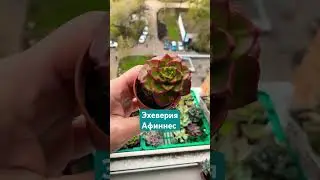 Суккуленты виды: Эхеверия Афиннис #суккуленты #succulent #цветоводство #растениядома