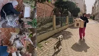 This mama cat tries to say thank you to the couple every time they visit her.