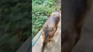 Озвучка от Бэссты!