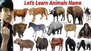 Animals Name in Hindi | Cute Animals Video Sheep, Cow, Cat, Monkey, Rhino | Animals Video | #cow |