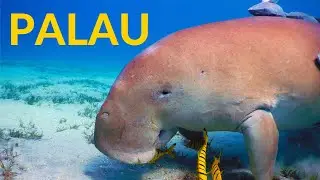 This is PALAU: The last virgin paradise on Earth?