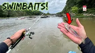 Fishing BIG Swimbaits For Shoal Bass