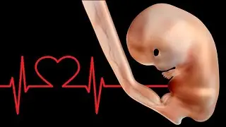 YOUR BABY'S HEARTBEAT DURING PREGNANCY