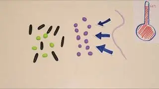 Heat shock response in E. coli