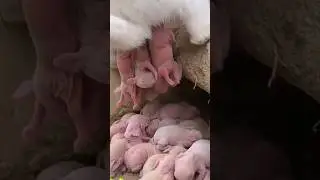 Rabbit crazy #rabbit #babyrabbit#rabbitgivingbirth  #shorts #viral