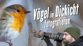 Vogelfotografie: Vögel im Dickicht fotografieren - Tipps zum Fokus