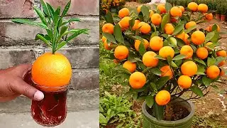 Great Technique grow orange tree from orange||Grow orange tree by unique way