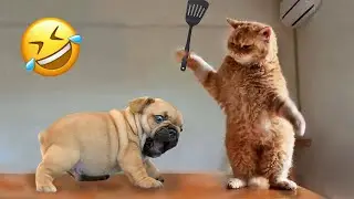 Funniest Animals 2023 😂 Best Cats and Dogs Videos 😻🐶 Part 6