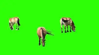 Horses green screen, horse eating gross, horses overlay, horses free footage