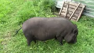 Пастбище для свиней и лайфхак с выгулом