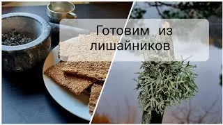 Собираю лишайники осенью. Хлебцы с лишайником.