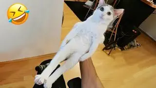 You cant stop laughing at Silly Cats! New Funny Cats 2024 🤣