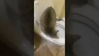 cat uses toilet. no training in 2024  #shorts #cat #dog #views #fyp #wow