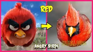 Angry Birds 2 and 1 IN REAL LIFE 💥 All Characters 👉