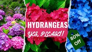 🌸 Massive Hydrangea Haul on Clearance! 🌸