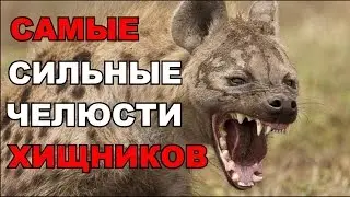 Топ 6 самых сильных челюстей хищников