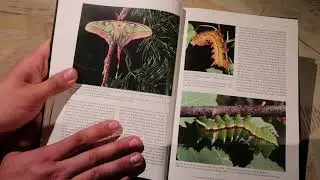 A Guide to the Breeding of Tropical Silk Moths (2011) / Frank Meister - Let's read together