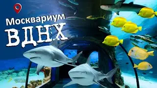 Москвариум ВДНХ. Сколько стоят билеты в Москвариум и что там интересного?