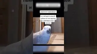 Лучшие тикток мемы 