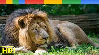 Lion Documentary - India's Nomadic Lions Wildlife Asiatic - Nat Geo Wild Documentary HD