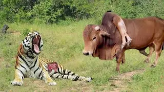 OMG! Cow Strikes Back Using Sharp Horns To Stab Deep Into Tiger Then Escapes Death Spectacularly