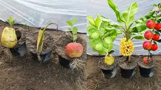 Grow banana tree from banana 🍌🍌🍌, Apple Tree From Apple 🍏🍎🍏 and Guava tree from guava