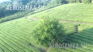 Aerosemka.su Аэросъемка чайных плантаций