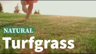 The Benefits of Natural Turfgrass