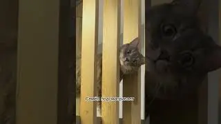 Как мы снимаем видео с Семёном 😹 #кот #кошки #котики