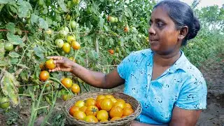 Tomato recipe.Today I am mixing boiled tomatoes and making delicious dosa .village kitchen recipe