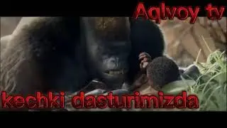 Gorillaning qasosi uzbekcha tarjima multfilmlar eng zori 2022 Горилланинг қасоси kechki dasturimizda