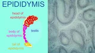 EPIDIDYMIS 1