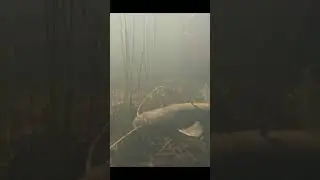 Catfish sweeps through natural habitat #nature #fishing #catfishing
